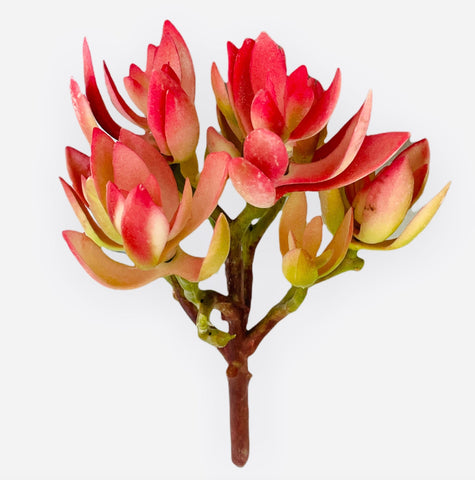9'' SUCCULENT ( 123993-PK/GN )