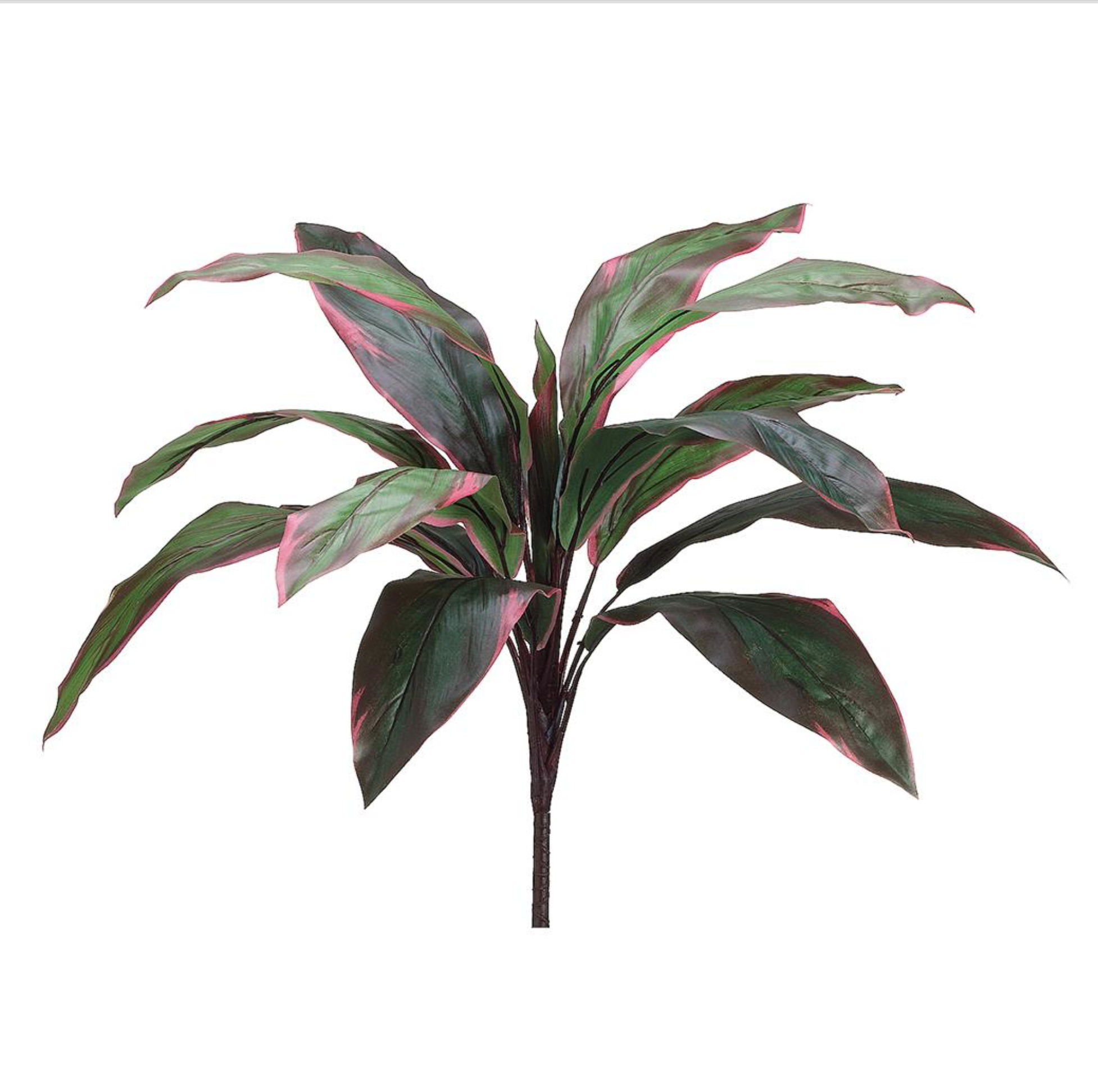 26'' Cordyline Bush ( PBC128-GR/RE )