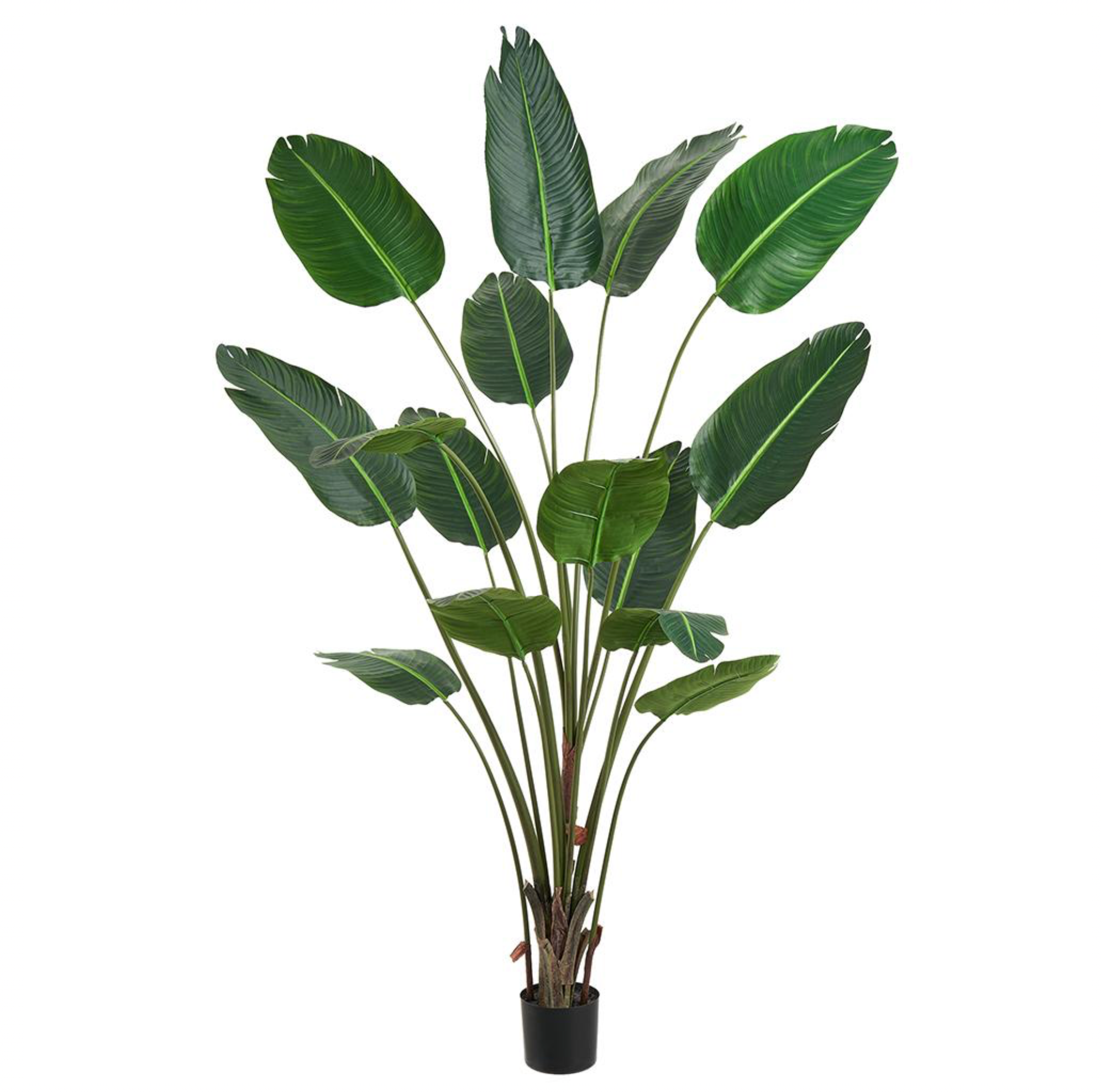 7' Traveller's Palm Tree ( LTP545-GR )