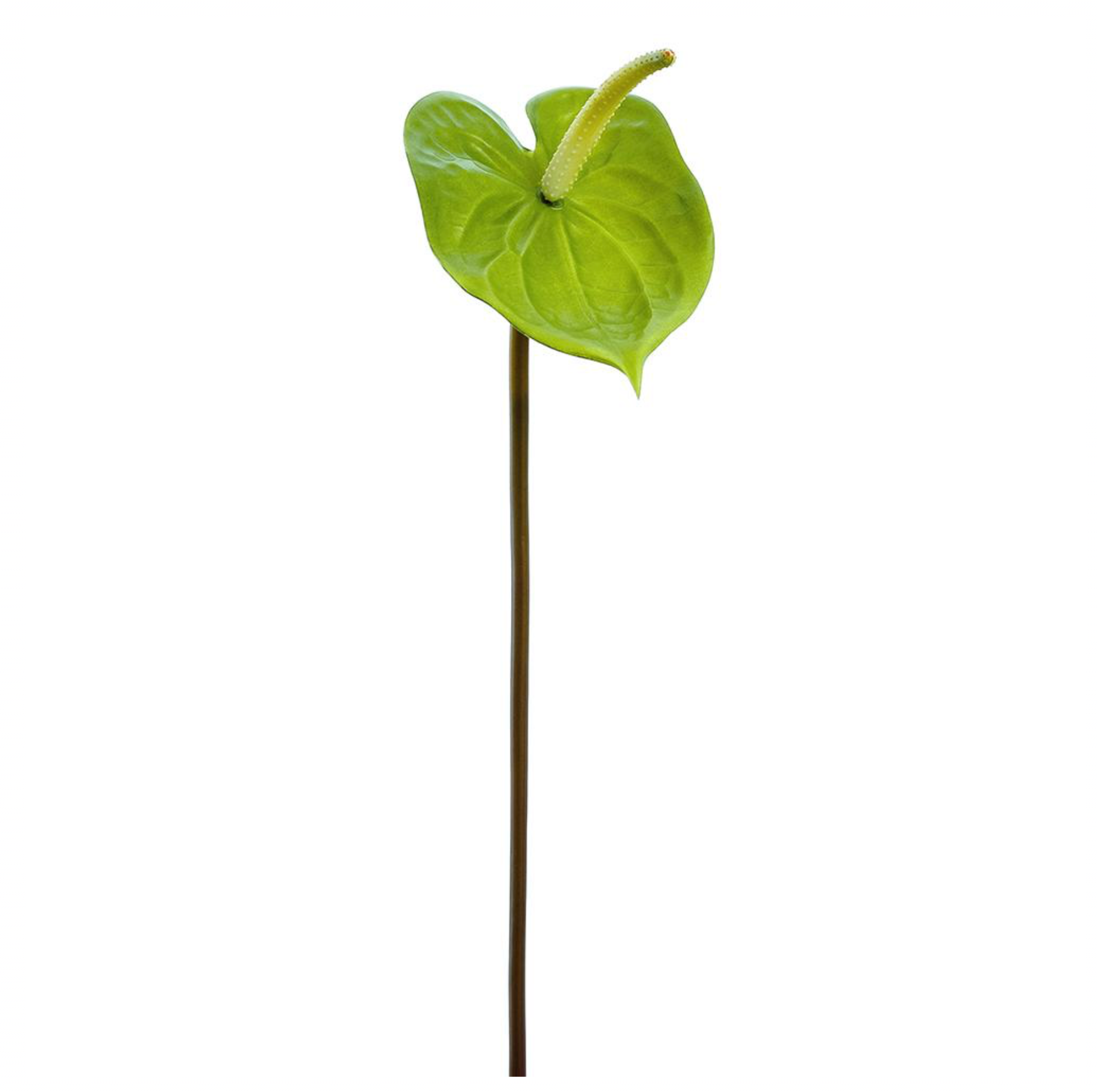 21" Anthurium Spray ( FSA618-Green )
