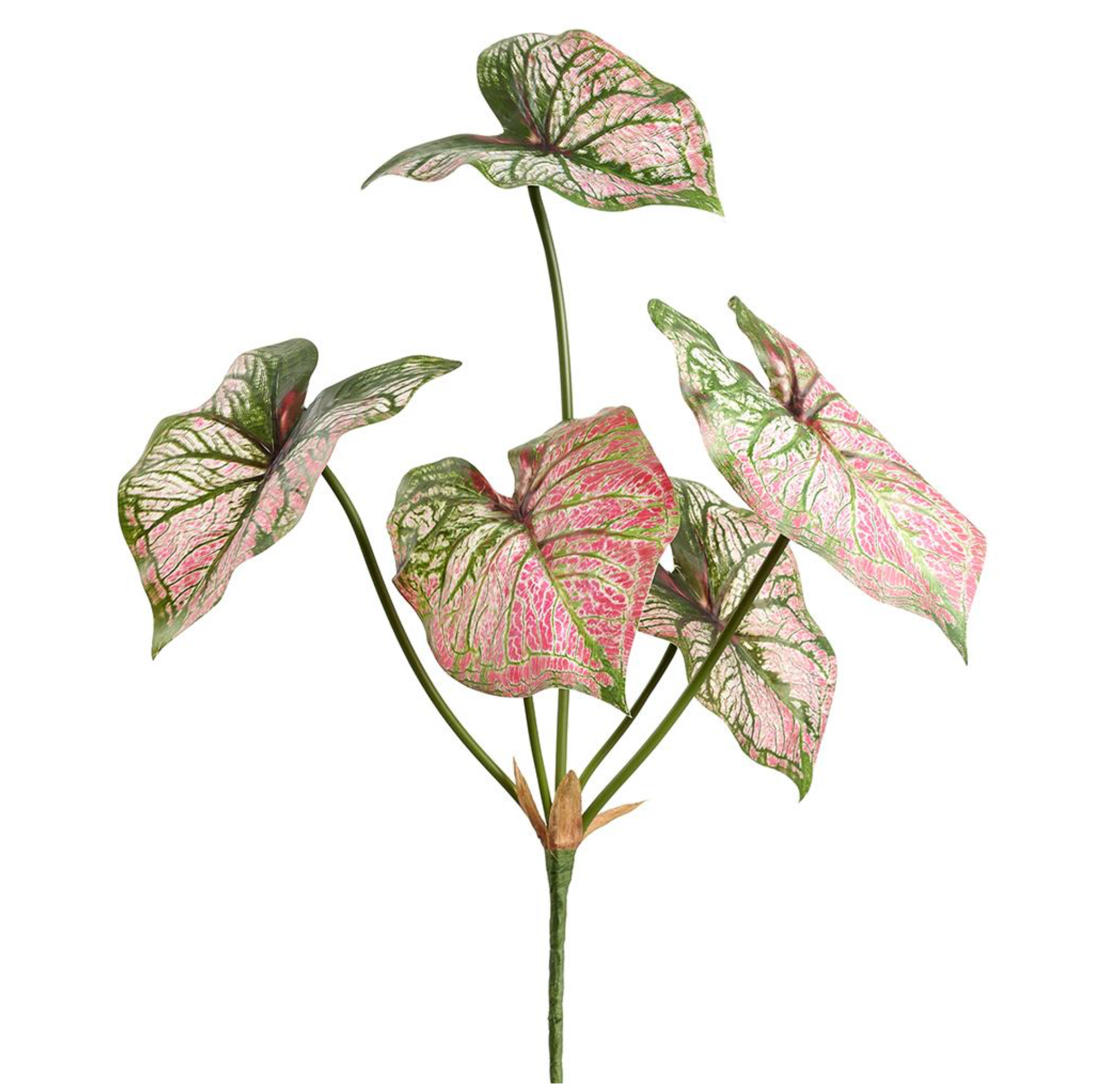 21" Caladium Bush ( PBC076-Green/Pink )