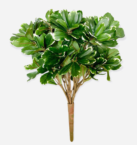 17'' Faux Pittosporum Leaf Bush ( PBP571-VG )