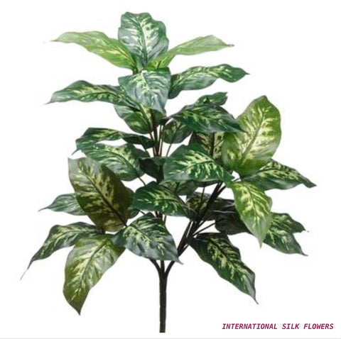 27'' DIEFFENBACHIA PLANT ( PPH302-GR/CR )