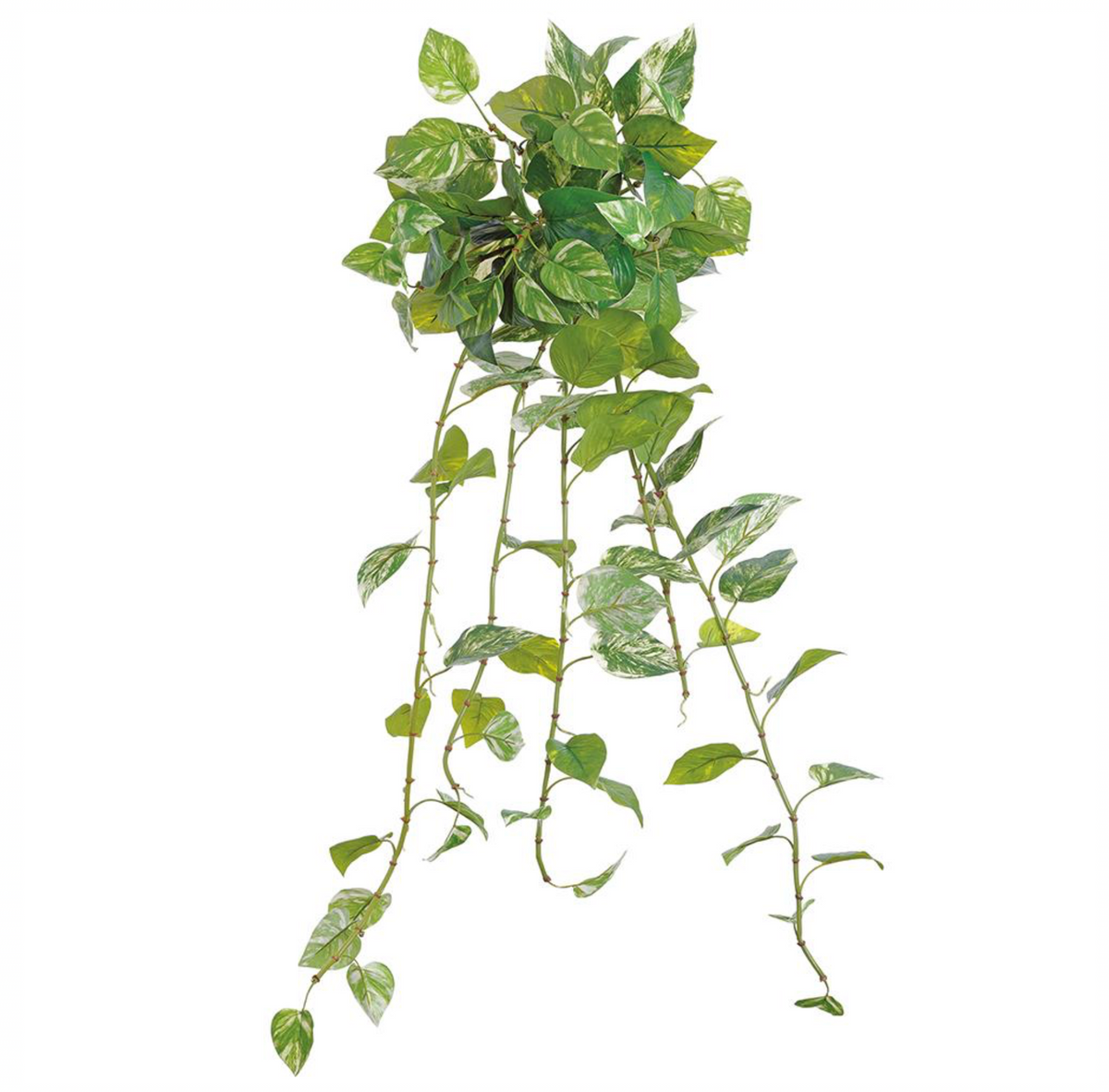 42" Marble Pothos Hanging Bush ( PBP631-Green White )