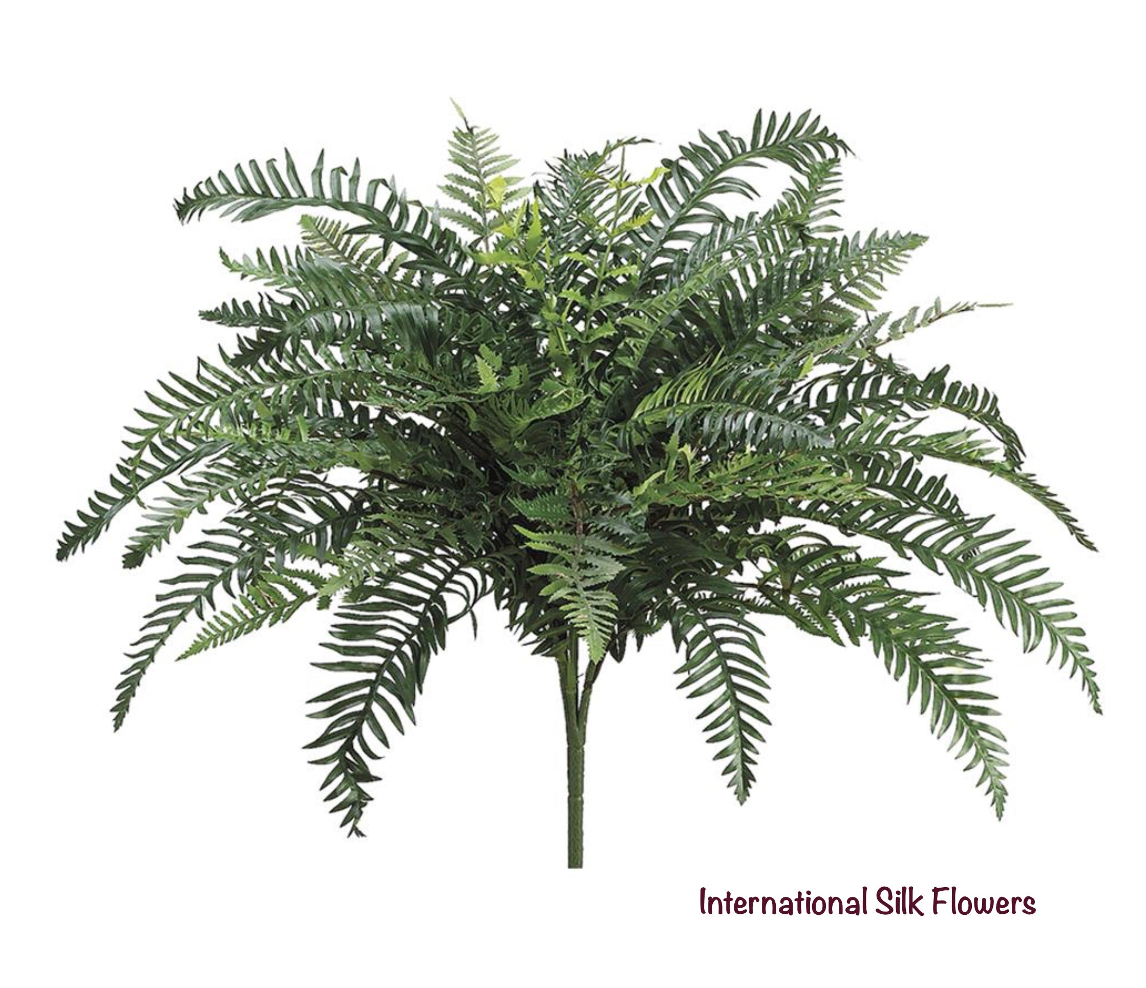 29" River Fern Bush ( PBF190 )