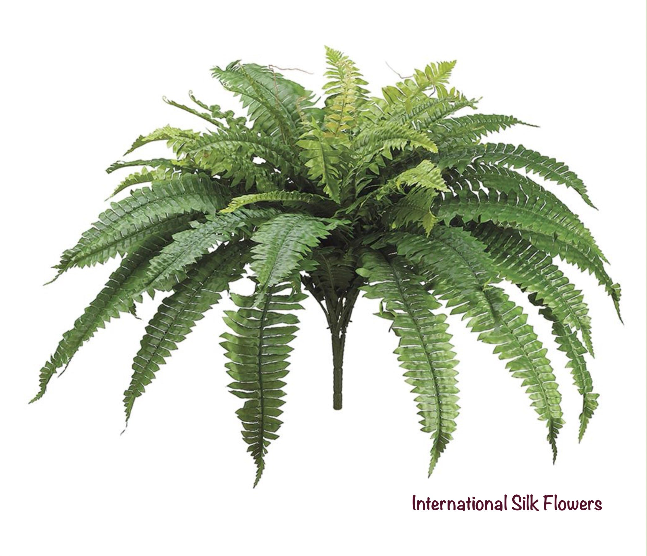 25" Boston Fern Bush ( PBF625 )