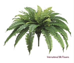 25" Boston Fern Bush ( PBF625 )