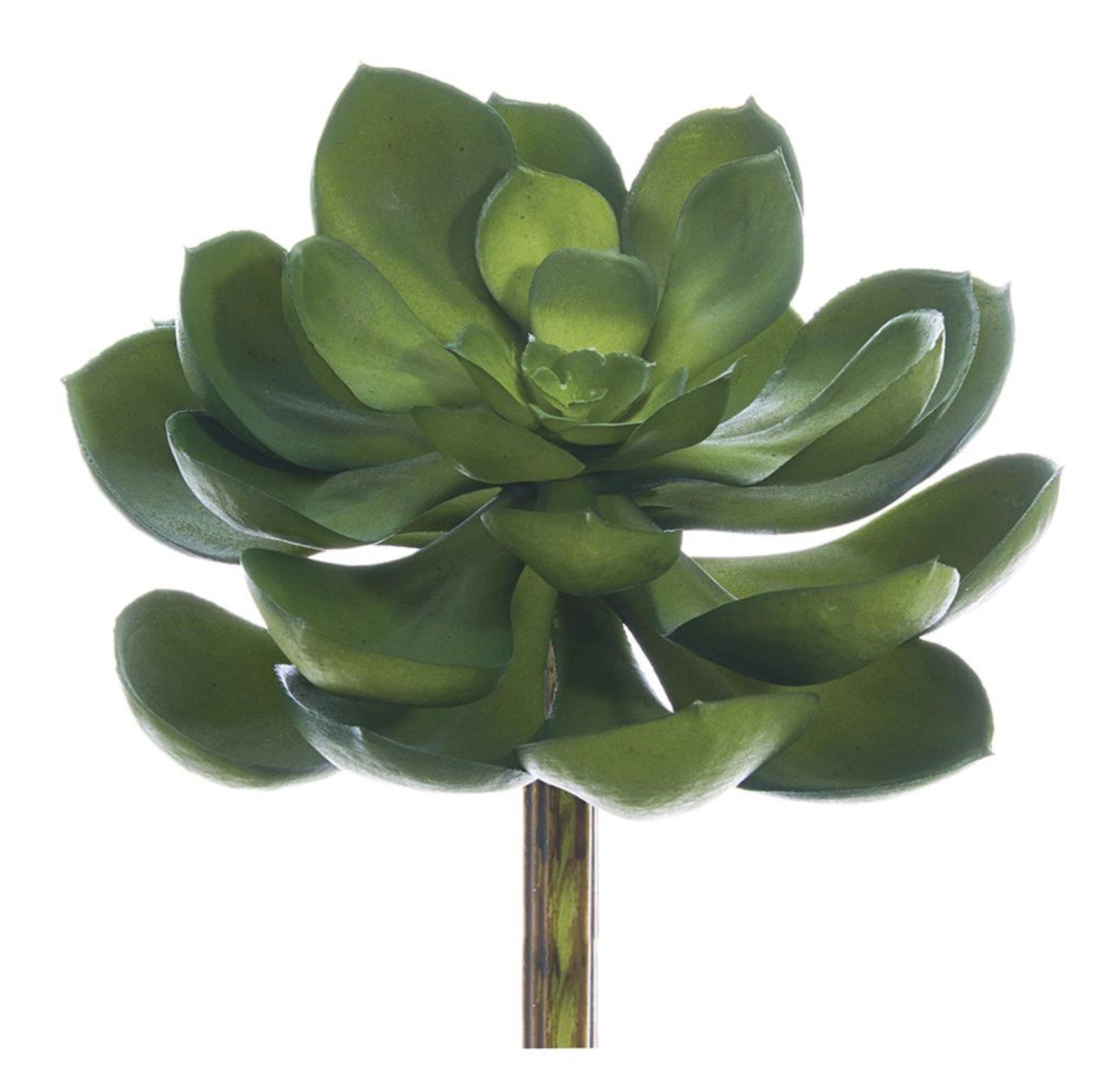 5'' ST.ECHEVERIA PICK  ( CKE038-GR )