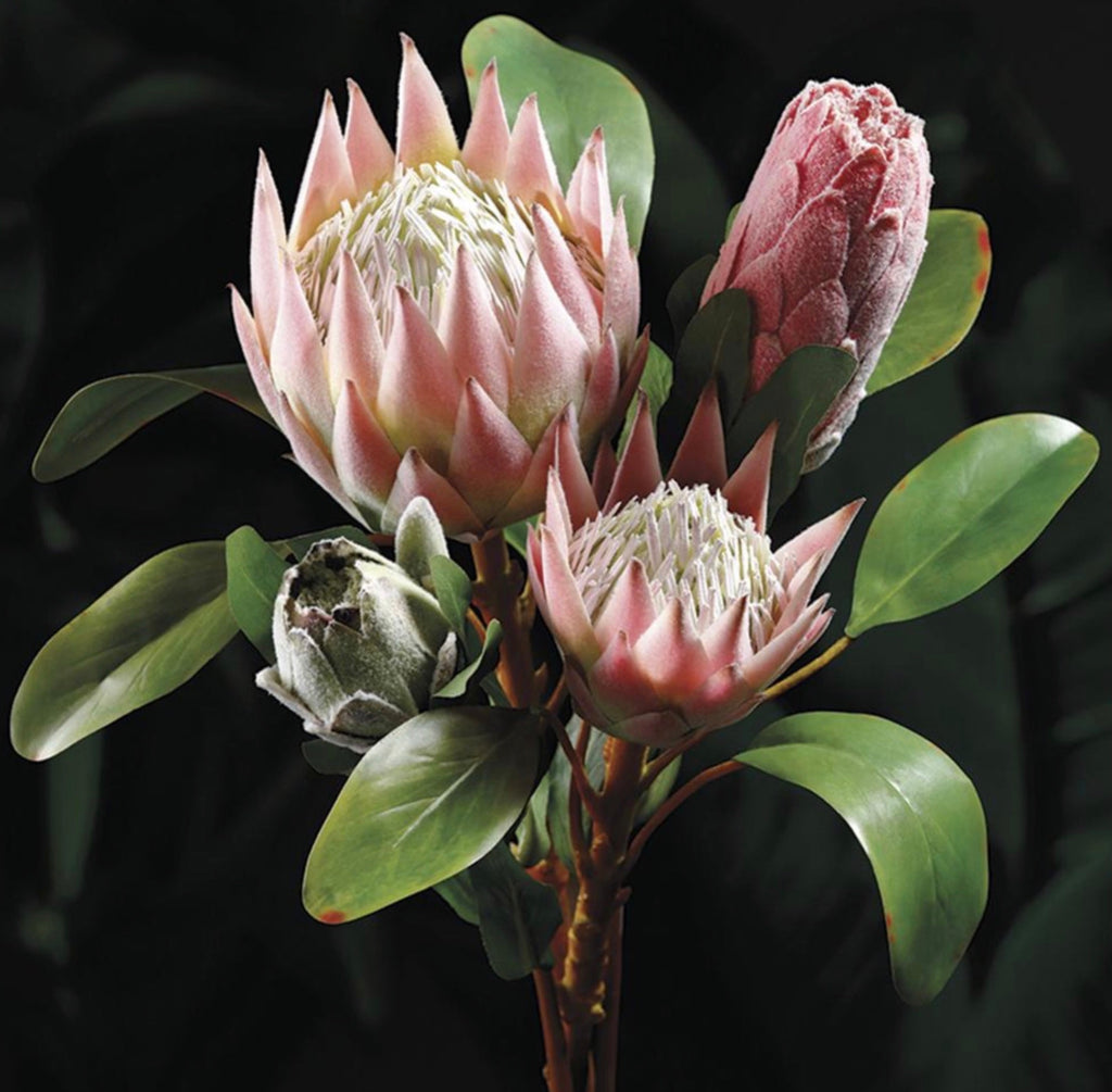 26” Queen Protea Spray ( HSP005-Green/Cream )