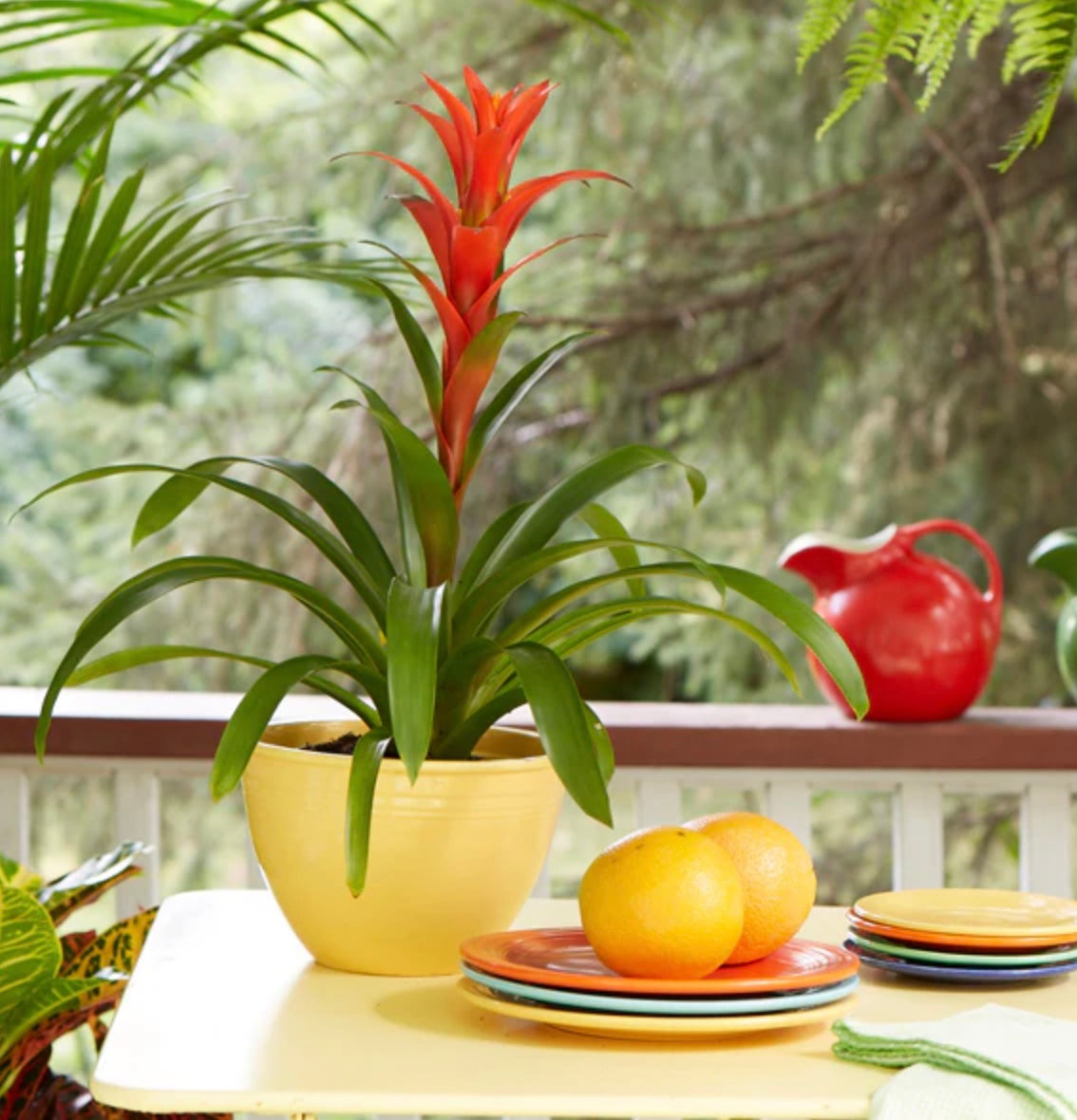 14'' BROMELIAD PLANT ( PPT016-Red/Green )