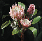 26” Artificial Queen Protea Spray ( HSP005-Pink/Green )