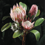 26” Artificial Queen Protea Spray ( HSP005-Pink/Green )