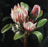 26” Artificial Queen Protea Spray ( HSP005-Pink/Green )