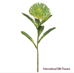26" Open Needle Protea Spray ( FSP752-Green )