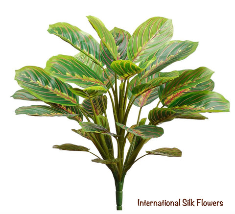 19" Round Peacock Plant ( PPP234 )