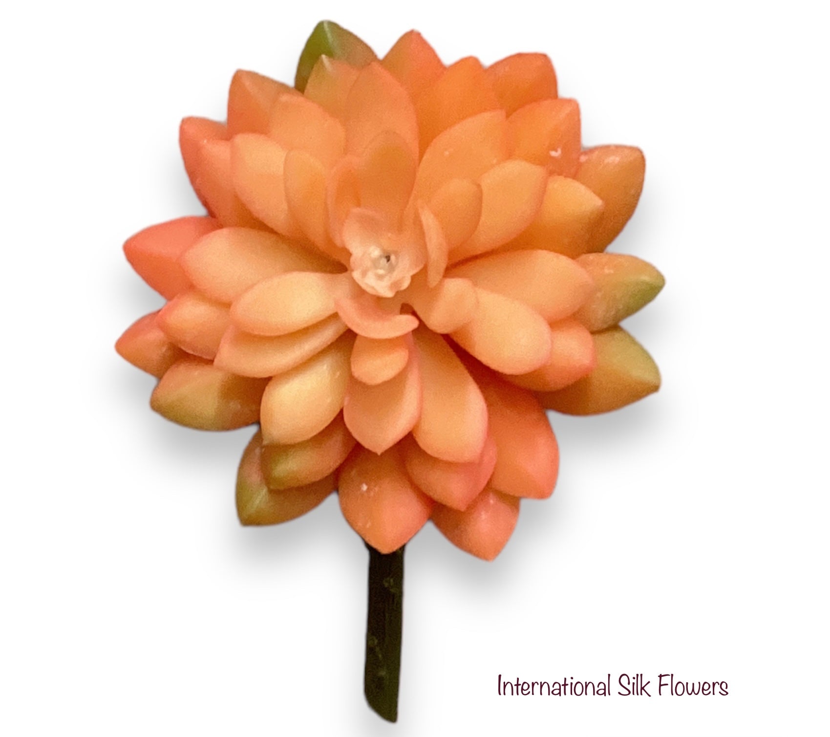 5'' Echeveria Succulent Pick ( 142860-PH)