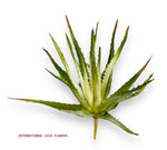 10.5'' ALOE PICK ( CKA280-Green Cream )