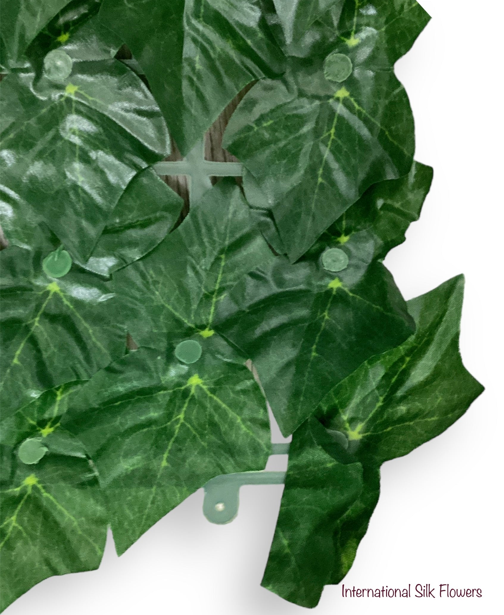 ENGLISH IVY MATT ( CYDG0305 )