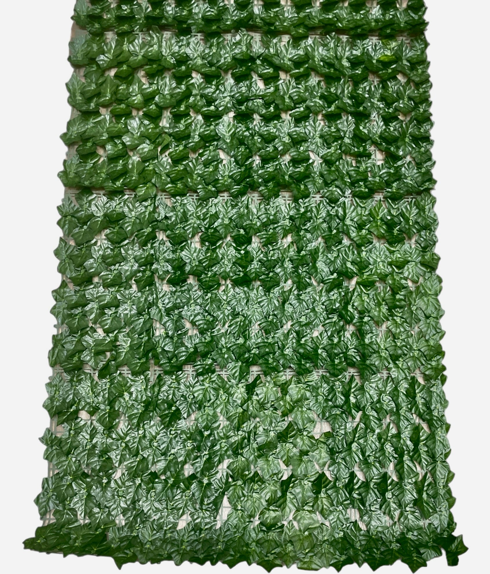 ENGLISH IVY MATT ( CYDG0305 )