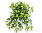 26" Dieffenbachia Bush ( INT636-KA )