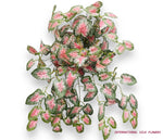 26'' Pink Caladium Bush ( INT637-KPA )