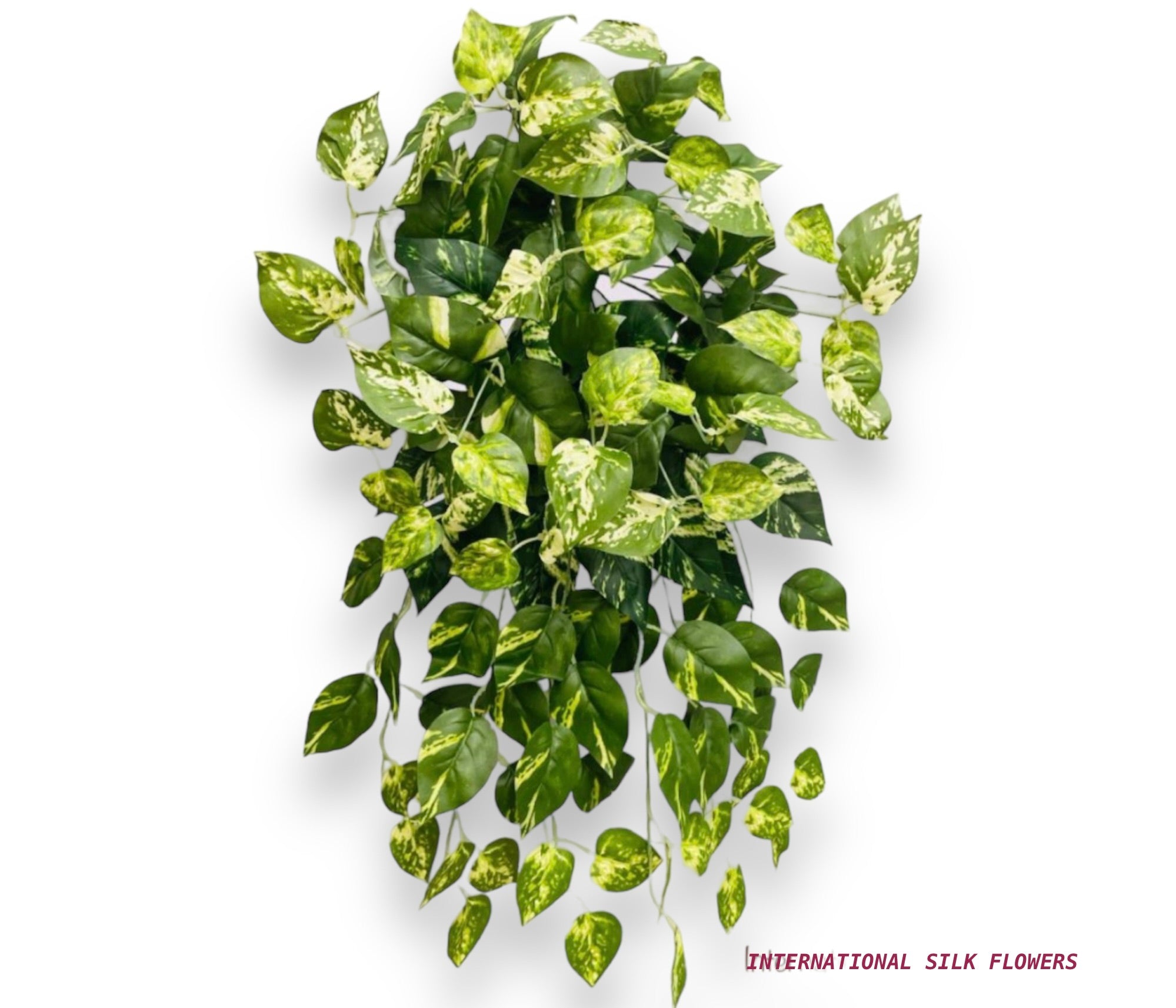 26" Pothos Bush  ( INT576-KA )