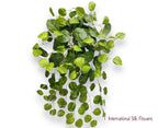 26" Creeping Charlie Bush  ( INT574-KA )