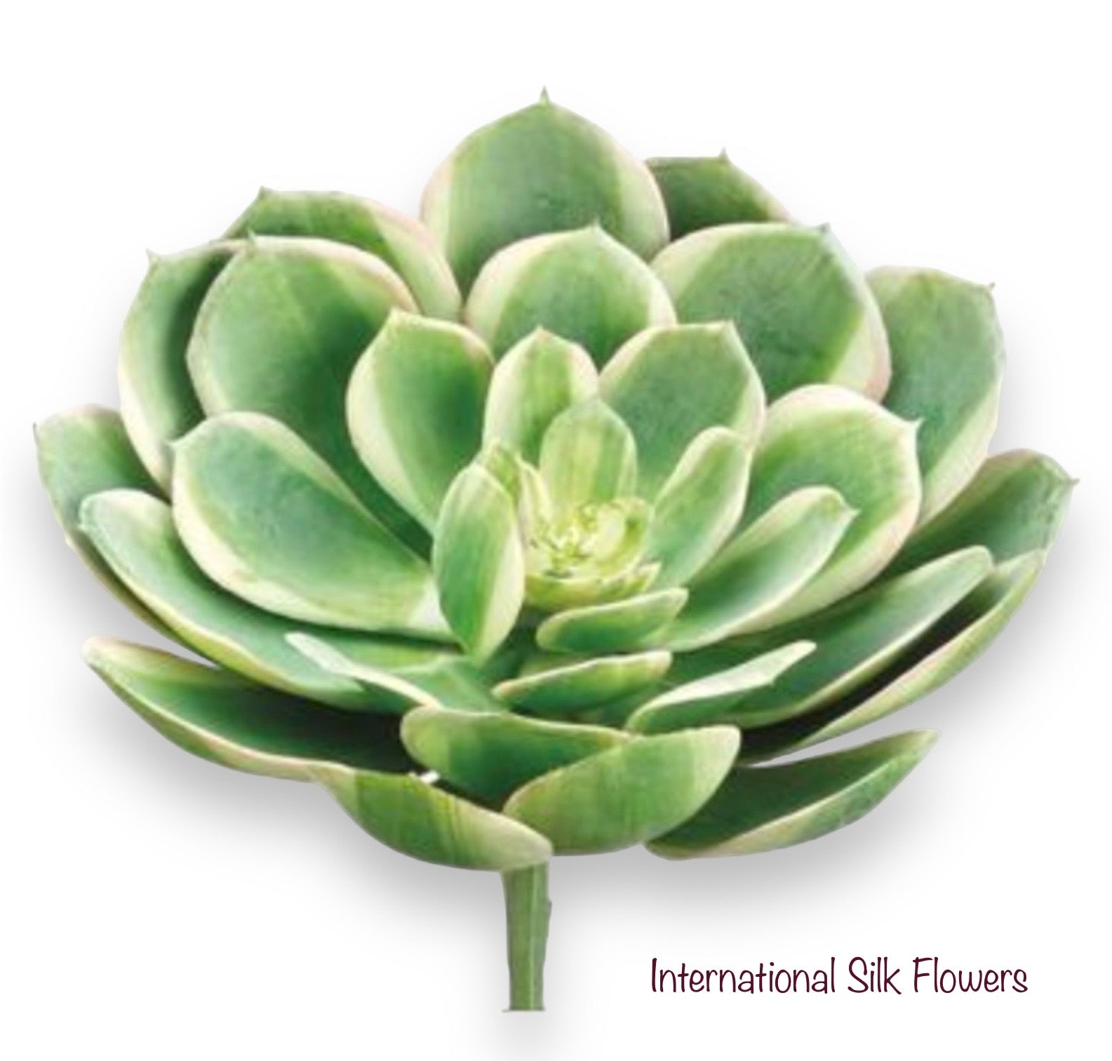 6'' Soft Touch Echeveria Pick ( CE4199-Green Pink )