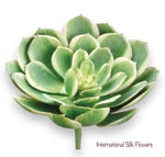 6'' Soft Touch Echeveria Pick ( CE4199-Green Pink )