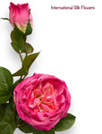 30"  Silk Austin Rose Spray ( 80330-Fuchsia )