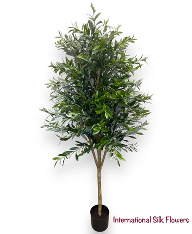 5' Olive Tree ( LPO415-GR/TT )