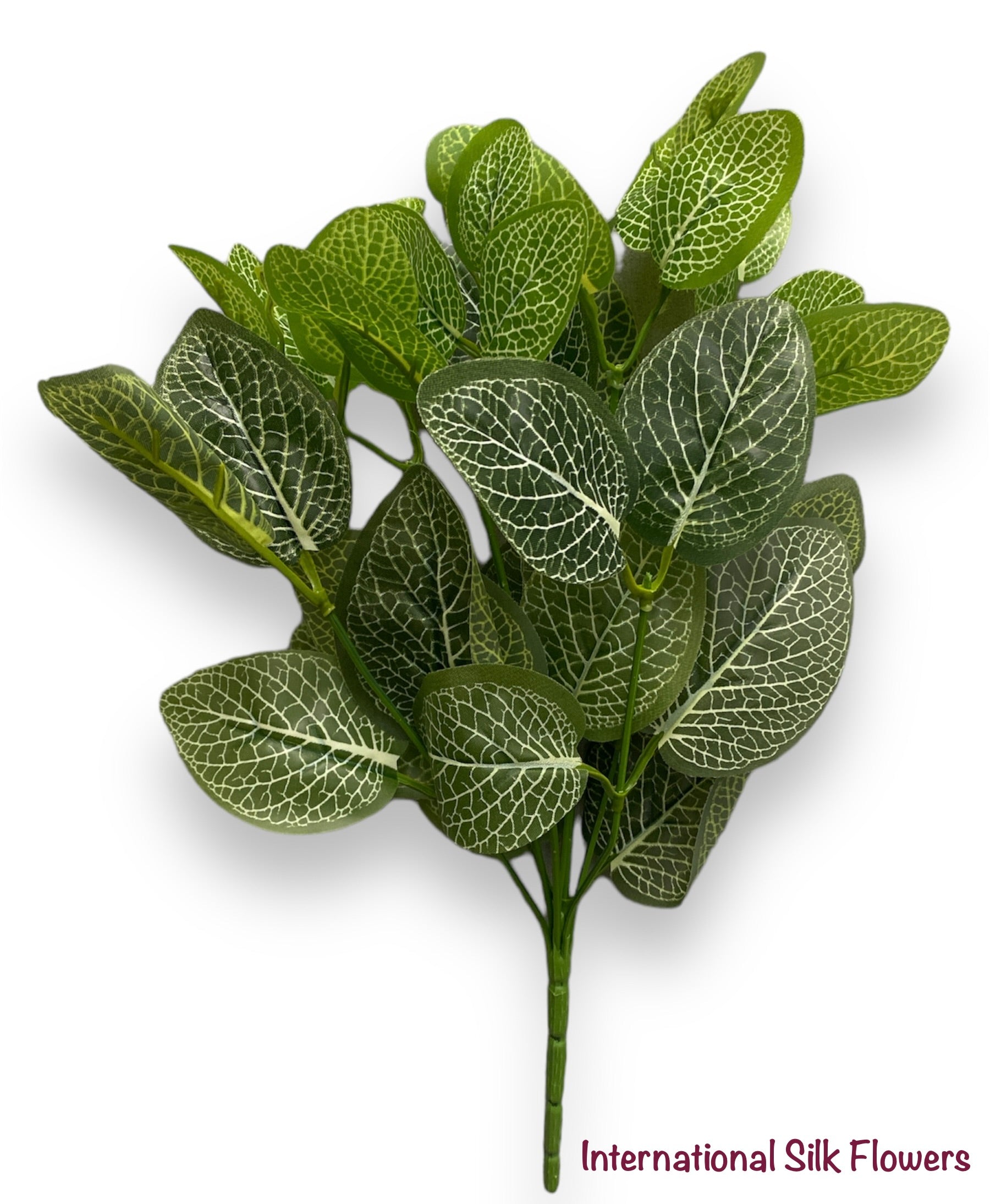 13'' Fittonia Bush  ( AGN07001-Fittonia )