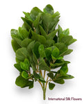 20'' Peperomia Bush ( INT180 )