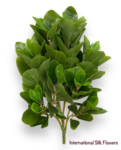 20'' Peperomia Bush ( INT180 )