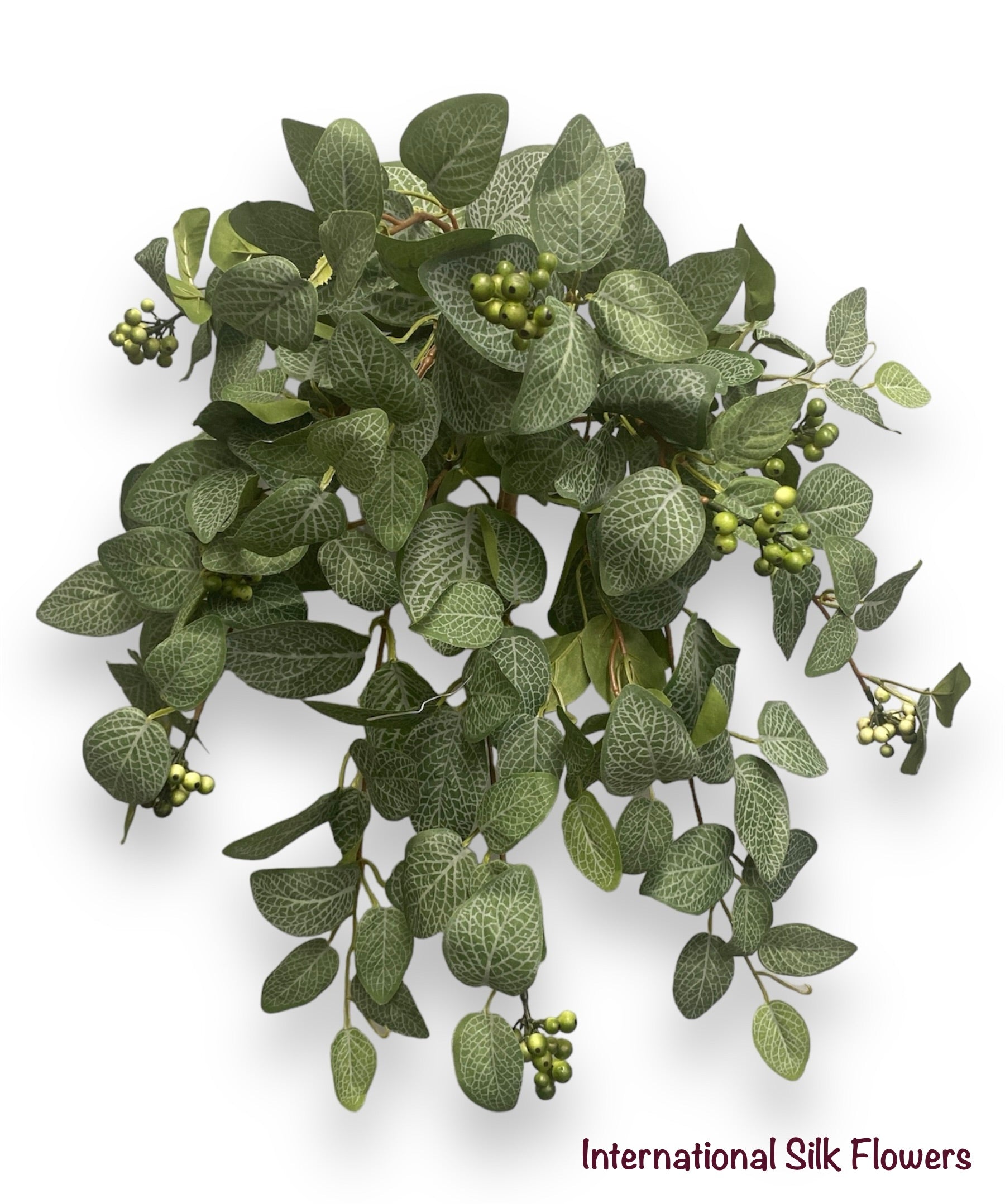20'' Fittonia Bush ( INT905 )