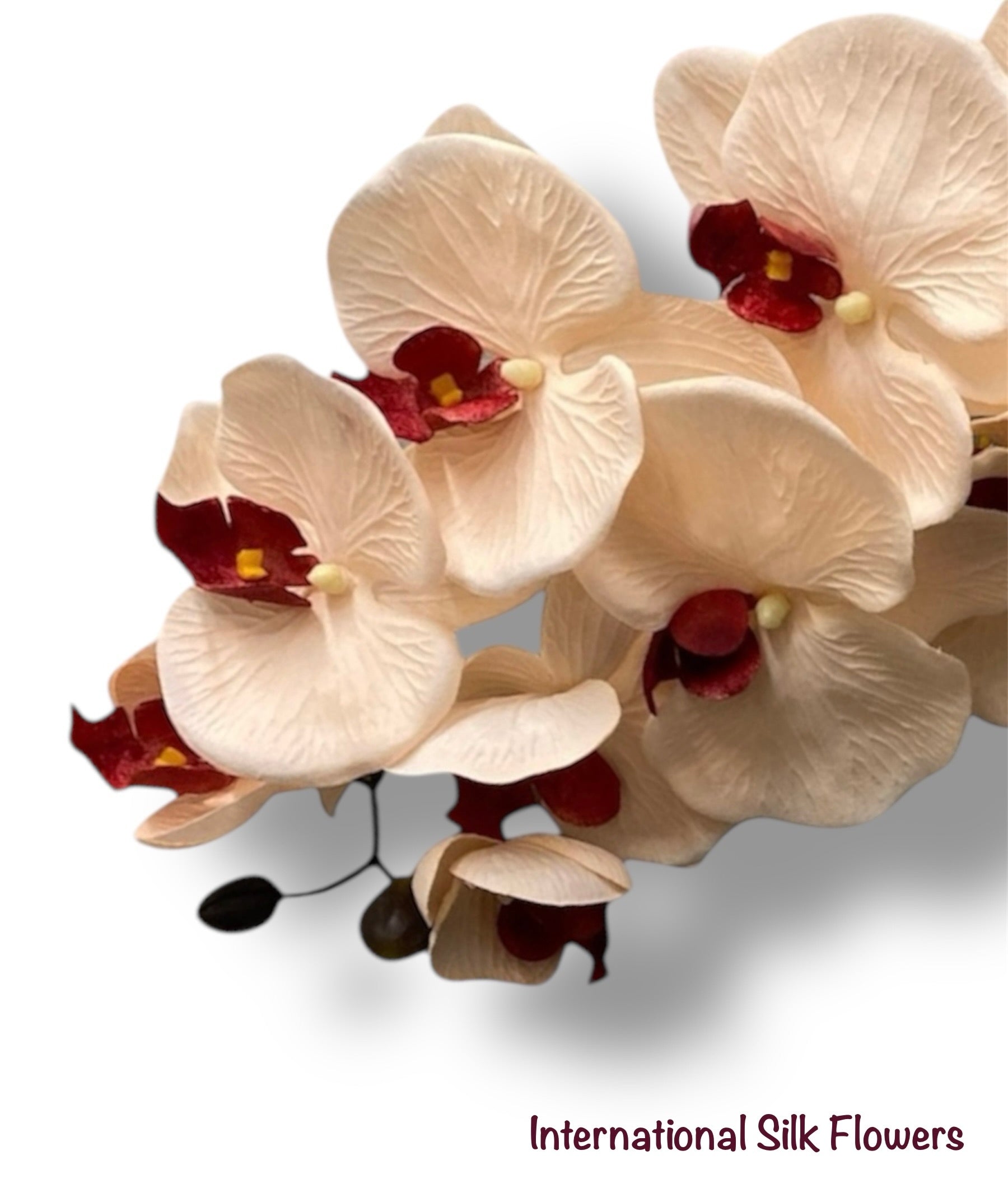 36" Silk Orchid Spray ( S1TJ16-Blush/Burgundy ) INT57A