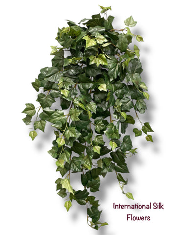 36'' Algerian IVY Hanging Bush ( BFH623 )
