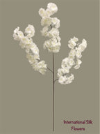 36'' Cherry Blossom ( SS120-Cream ) ( INT120-Cream )