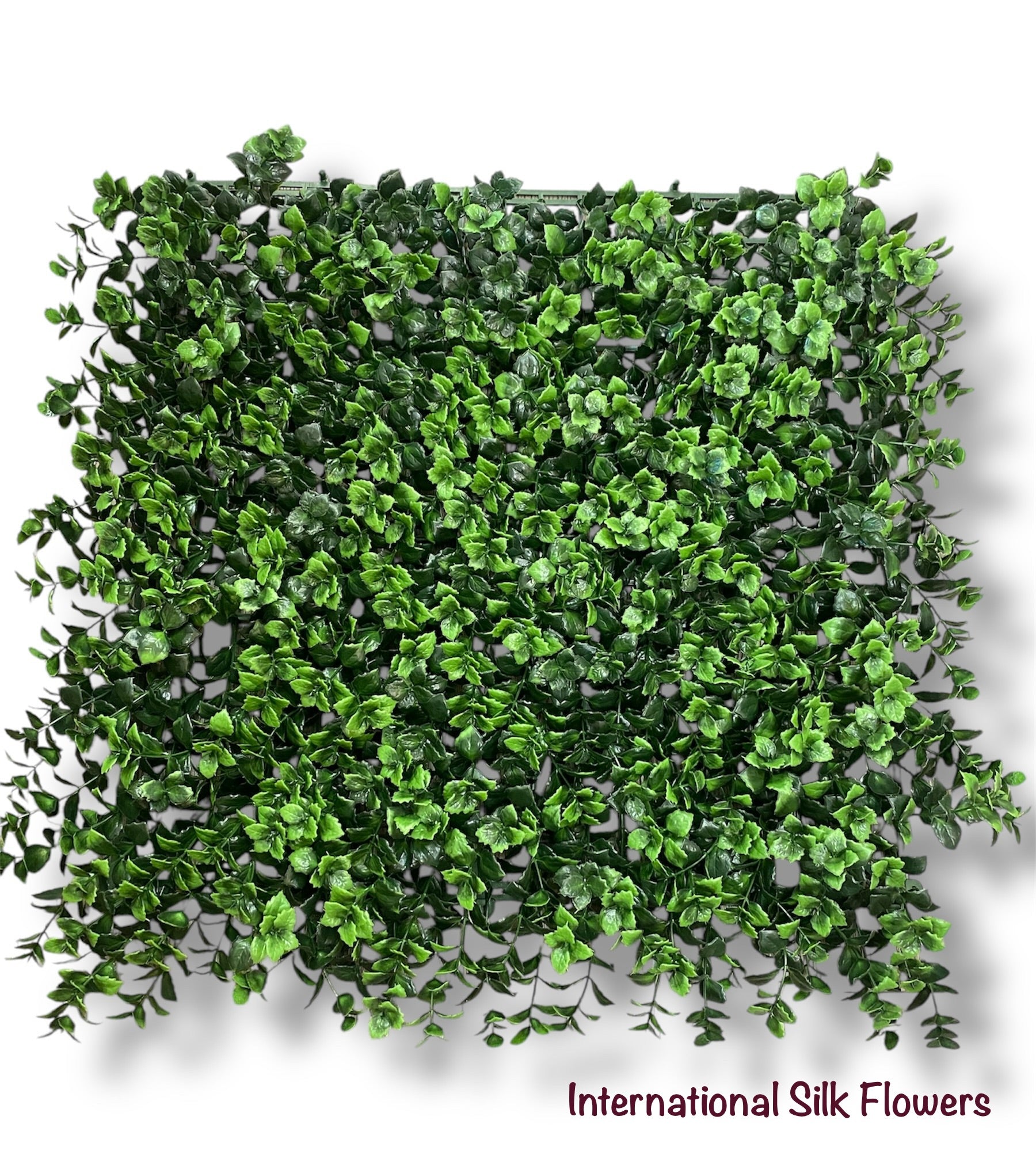 20'' Reineckla Carnea ( 20038-Light Green )