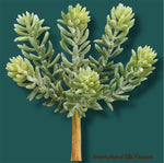 7" Soft Sedum Pick  ( CS3012-GR/GY )