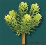 7" Soft Sedum Pick ( CS3012-GR )