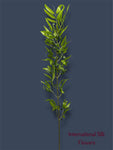 4.92' Bamboo Spray ( J1075-Green )