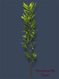 4.92' Bamboo Spray ( J1075-Green )