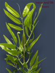 4.92' Bamboo Spray ( J1075-Green )