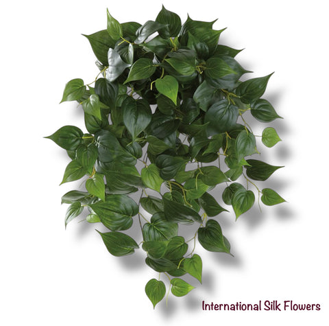 24" Heart-Leaf Philodendron Hanging Bush  ( PBP249-GR )