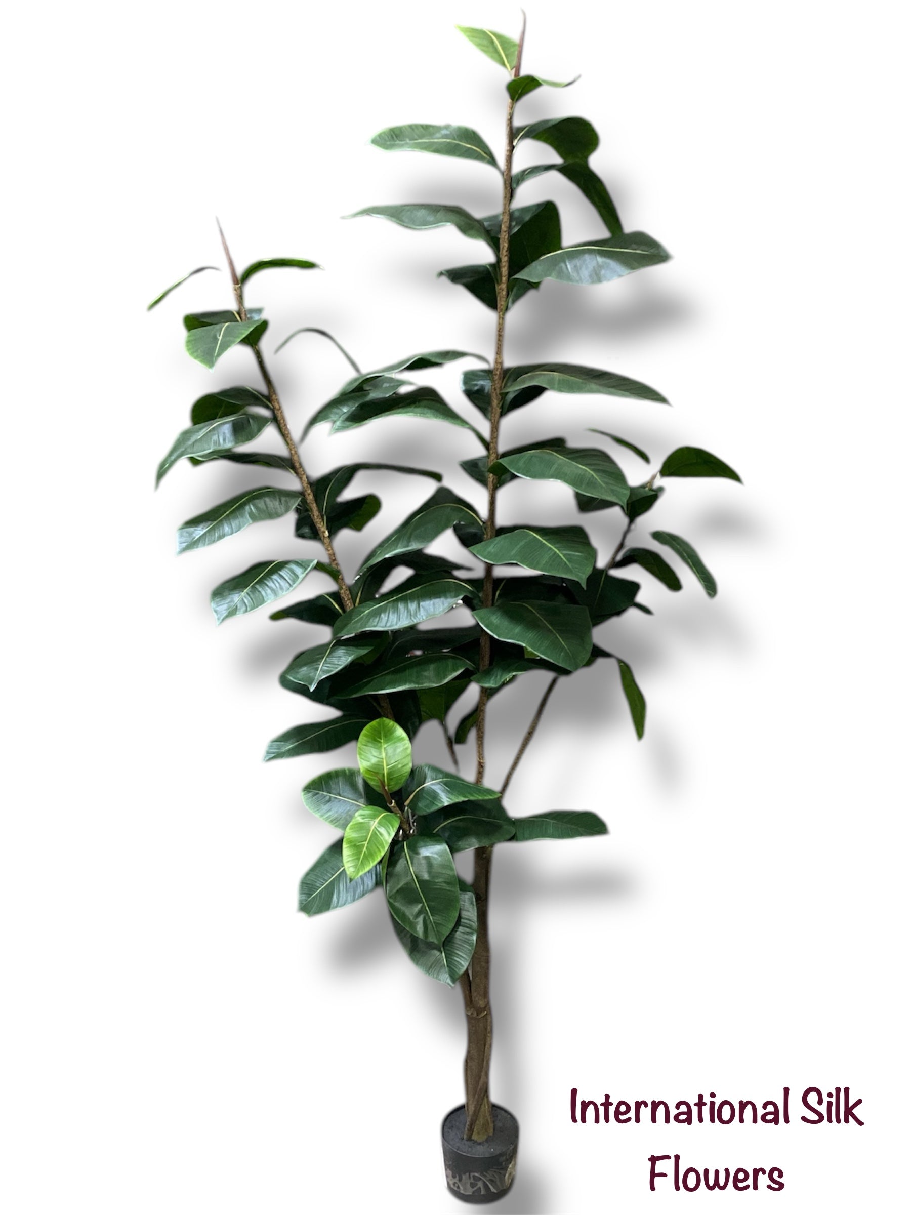 7' Rubber Tree in pot ( TWR7928-P )