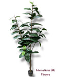 7' Rubber Tree in pot ( TWR7928-P )