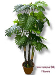 6.5' Sellum Philo Tree ( TS1137 )