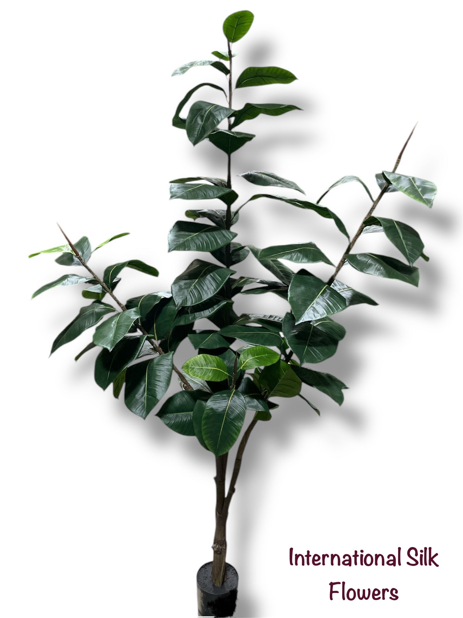 7' Rubber Tree in pot ( TWR7928-P )