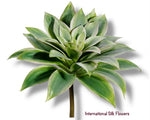 6.5" Echeveria Pick ( CE4206-Green/ 2Tone )
